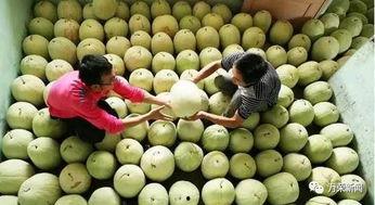 糖人吃三白瓜,夏日消暑新体验